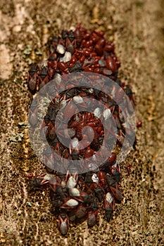 Lime seed bug Oxycarenus levaterae making group for winter hibernation
