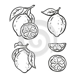 Lime set. Ink sketch of citrus. Single fruit with leaf, cut, slice. Black linear clipart, element for farm product packaging.