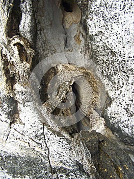 Lime stone texture background