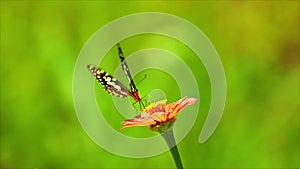 Lime Swallowtail Butterfly Feeding Insect Footage