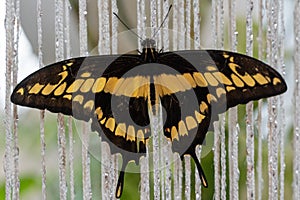 Lime Swallowtail  butterfly Papilio demoleus or lime, checkered or lemon swallowtail close up on