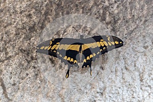 Lime Swallowtail  butterfly Papilio demoleus or lime, checkered or lemon swallowtail close up on wall