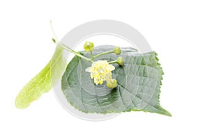 Lime Tilia grandifolia flower and leaf on a white background