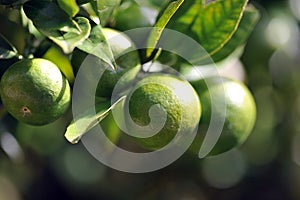 Lime On Tree photo