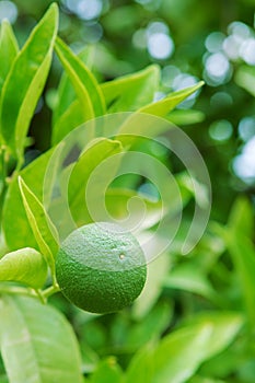 Lime tree