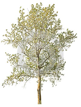 Lime tree in autumn with yellow and green leaves, cutout isolated on white background