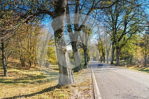 A lime tree avenue in autumn