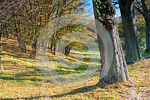 A lime tree avenue in autumn