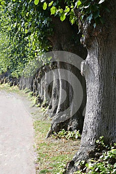 Lime tree avenue. Lime tree & x28;tilia& x29;  Many old, gnarled trees in a row. Rural way in Schleswig-Holstein, Germany, Europe