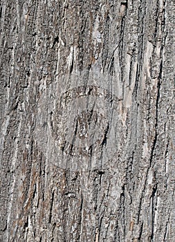 Lime tree bark in a close up