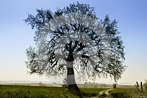 Lime-Tree clear against the blue sky