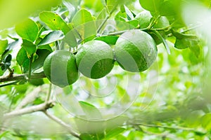 Lime tree in the farm