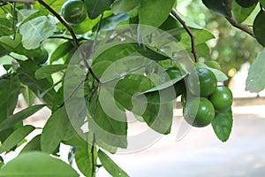 A lime on lime tree in the farm.