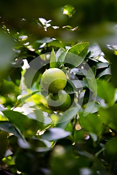 Lime tree fecund