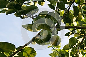 Lime tree