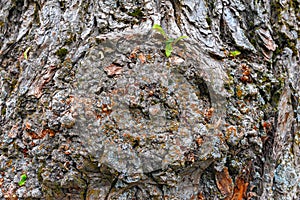 Lime tree foliage and bark