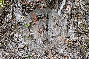Lime tree foliage and bark