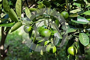 Lime tree with fresh  fruits ready for harves