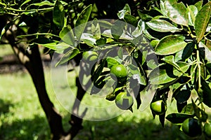 Lime tree with fruits closeup in the field ready to harvest with blurry and some noise effect