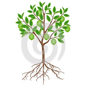 Lime tree with fruits and roots on a white background.