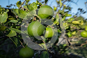 Lime tree in the garden organic. Fresh lime green fruit hanging on tree