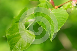 Lime tree green leaves