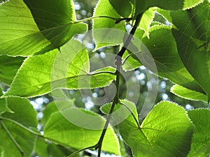 Lime-tree leaves