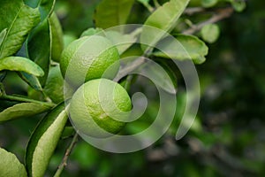Lime on the tree