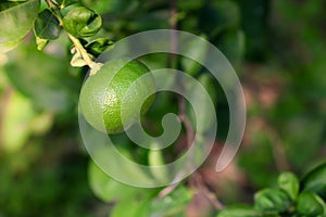 Lime on the tree