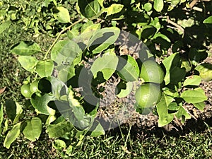 Lime tree produce the fruit.