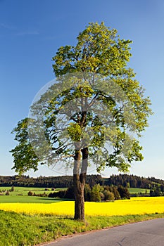 Lime tree and rapeseed canola or colza field