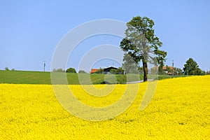 Lime tree and rapeseed canola or colza field