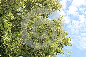 A lime tree in the summer