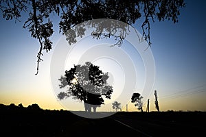 Lime tree on a sunset background. Black silhouette of a tree.
