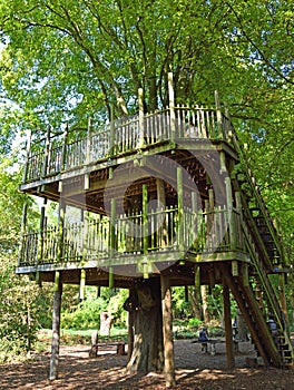 Lime tree  Tree house in summer with green leaf canopy.