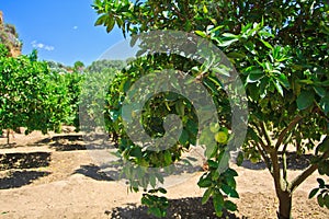 Lime trees in Agrigento - temples valley