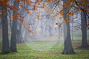 Lime trees in the mist