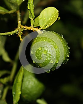 Lime on twig