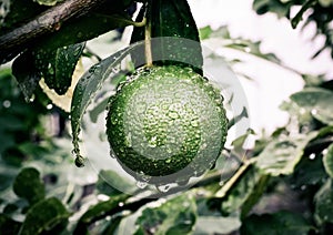 Lime and water droplets that look and wring make the eyes comfortable Looks calm and relaxed when looking