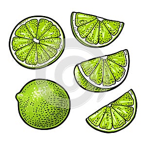 Lime whole and slice. Vintage vector engraving illustration