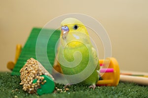 Lime and yellow budgie