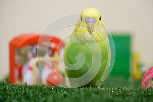 Lime and yellow budgie