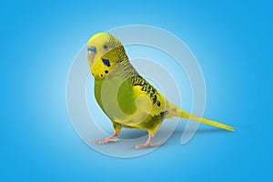 Lime yellow wavy parrot on blue background