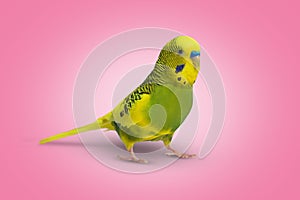 Lime yellow wavy parrot on pink background