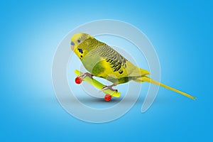 Lime yellow wavy parrot with plastic toy skateboard on blue background