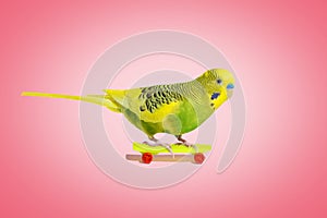 Lime yellow wavy parrot with plastic toy skateboard on pink background