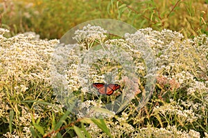 Limenitis archippus butterfly flying over a field of eupatorium rotundifolium flowers