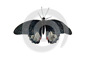 Limenitis archippus, Viceroy butterfly, isolated on white