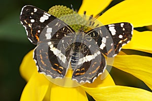 Limenitis Camilla - little black icebird