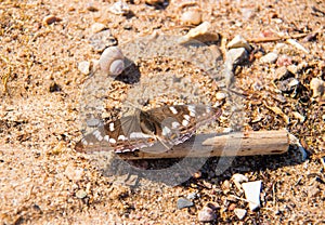 Limenitis populi. Day butterfly on the sand on the shore of the Rybinsk reservoir